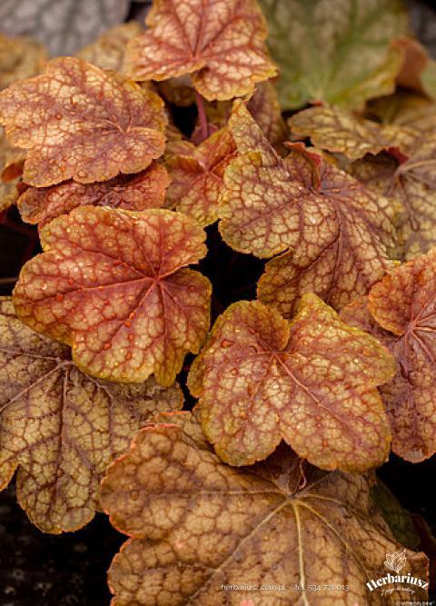 Żurawka Heuchera World Caffe Arabica