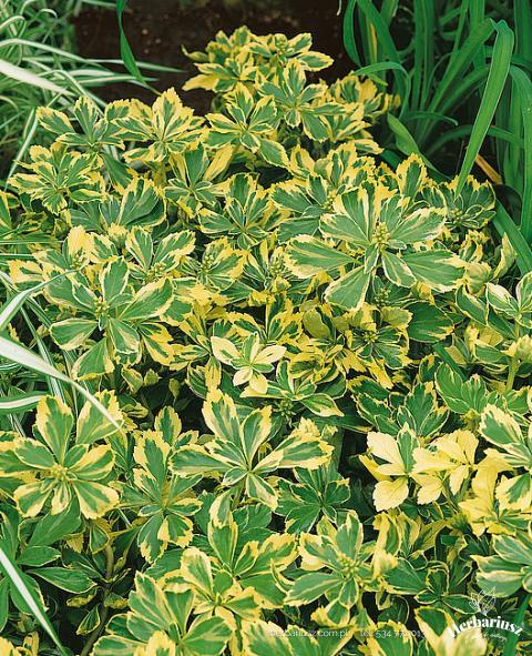 Runianka japońska Variegata 