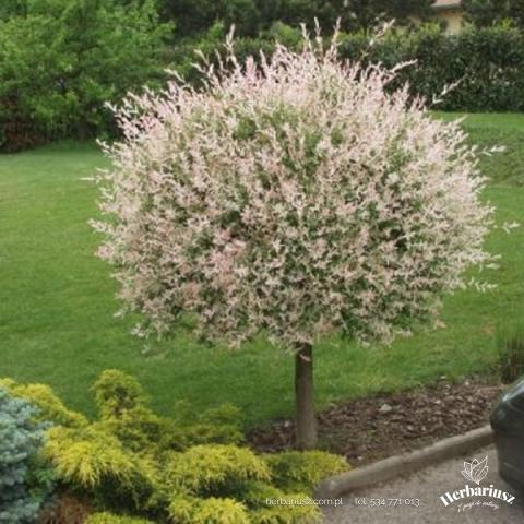 Wierzba całolistna Hakuro Nishiki - Szczepiona 50-180cm