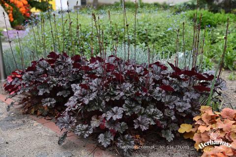 Żurawka Heuchera World Caffé™ Espresso 26